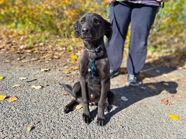 pfotenretterungarn Baby (5)