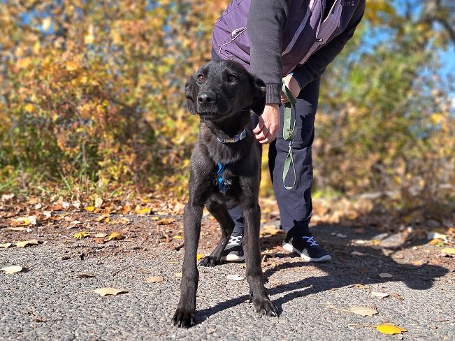 pfotenretterungarn Baby (6)