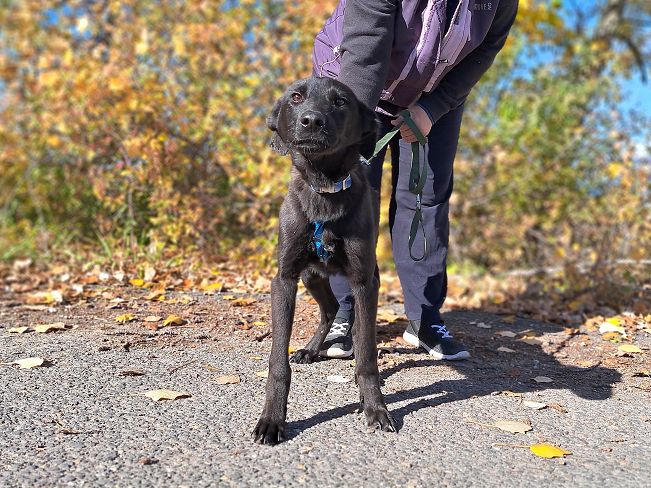 pfotenretterungarn Baby (7)