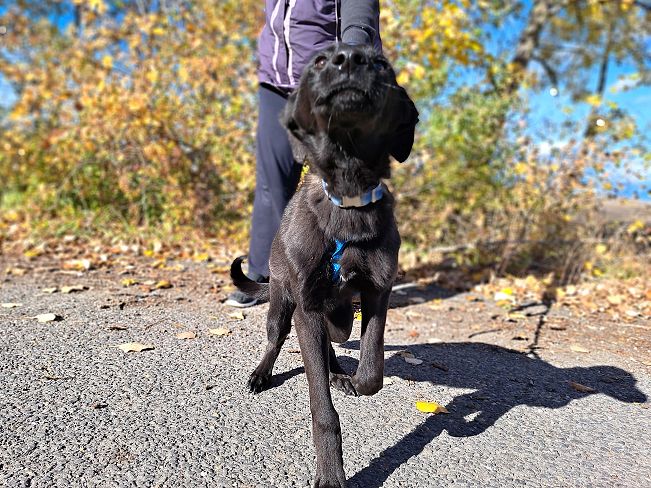 pfotenretterungarn Baby (8)