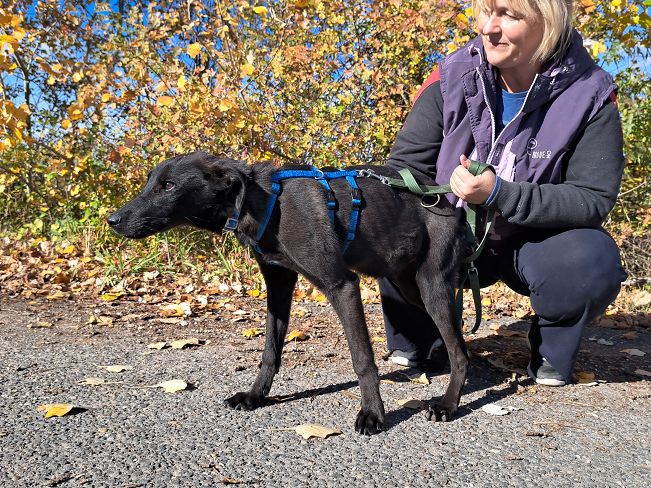 pfotenretterungarn Baby (9)