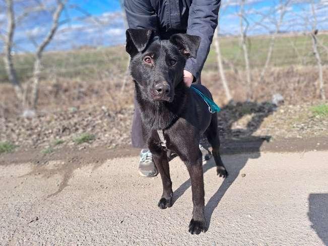 pfotenretterungarn Baby Feb-26 (2)