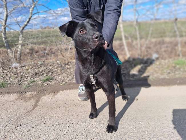 pfotenretterungarn Baby Feb-26 (3)