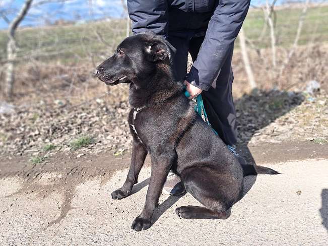 pfotenretterungarn Baby Feb-26 (4)