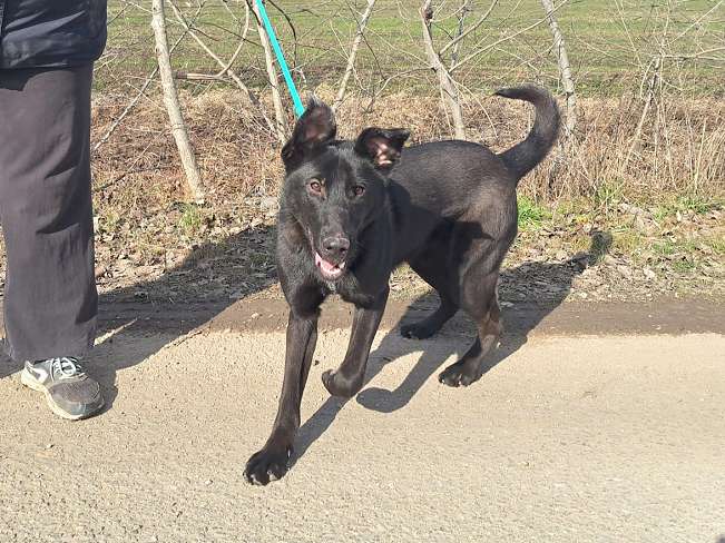 pfotenretterungarn Baby Feb-26 (5)