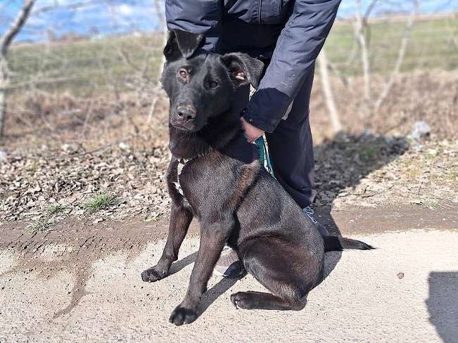 pfotenretterungarn Baby Feb-26 (7)