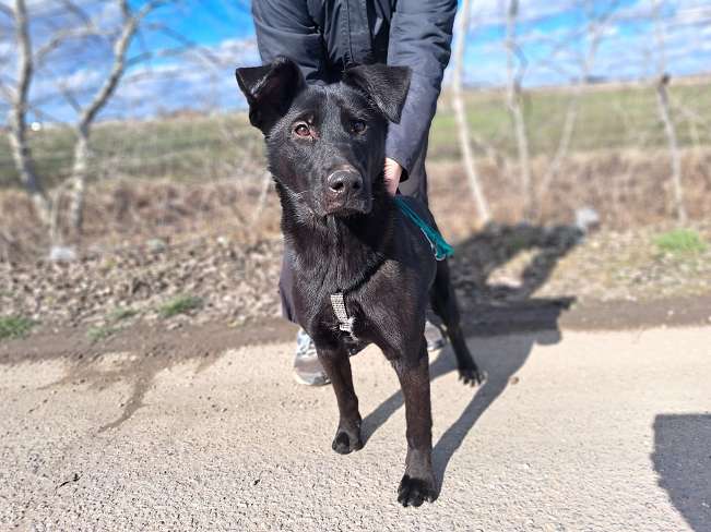 pfotenretterungarn Baby Feb-26 (8)