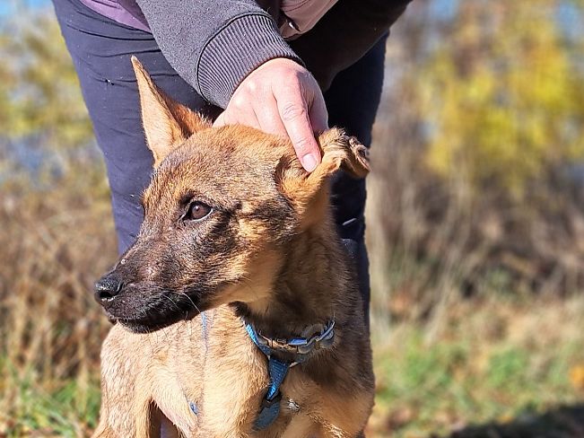 pfotenretterungarn Benny (10)