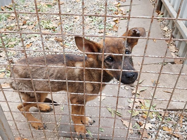 pfotenretterungarn Benny (11)