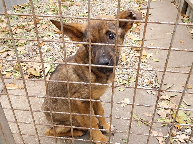 pfotenretterungarn Benny (12)