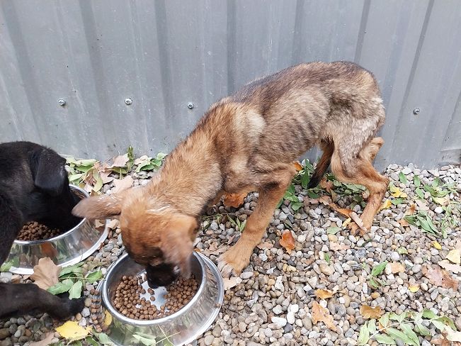 pfotenretterungarn Benny (13)