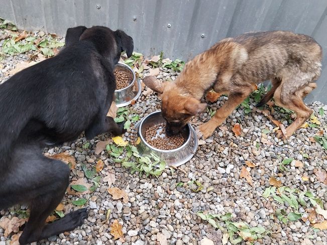 pfotenretterungarn Benny (14)