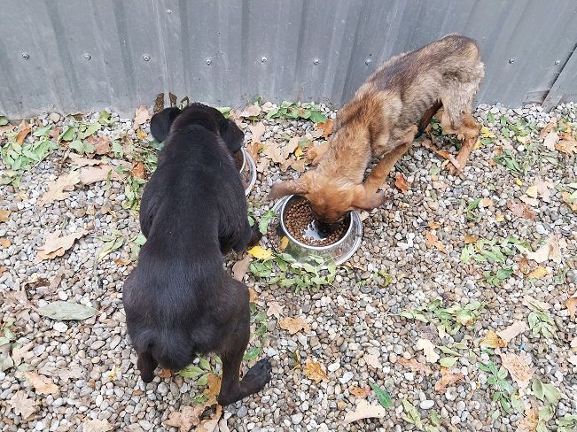 pfotenretterungarn Benny (15)