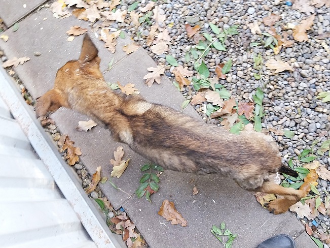 pfotenretterungarn Benny (16)