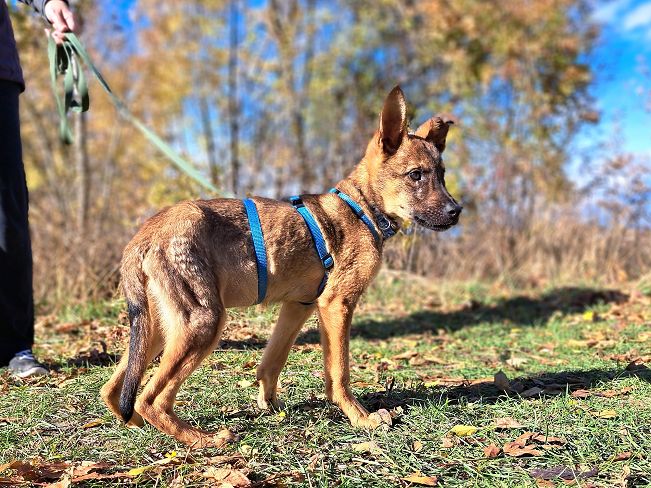 pfotenretterungarn Benny (2)