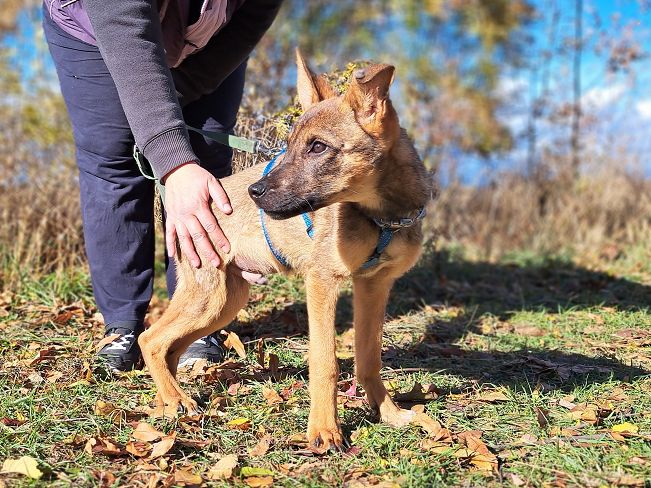 pfotenretterungarn Benny (3)