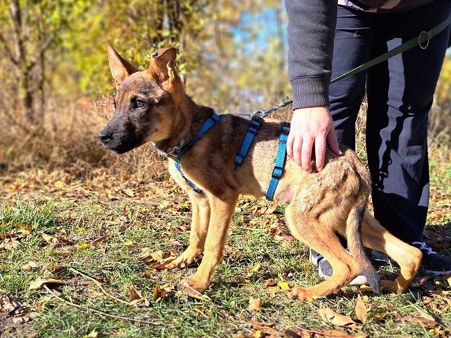 pfotenretterungarn Benny (4)