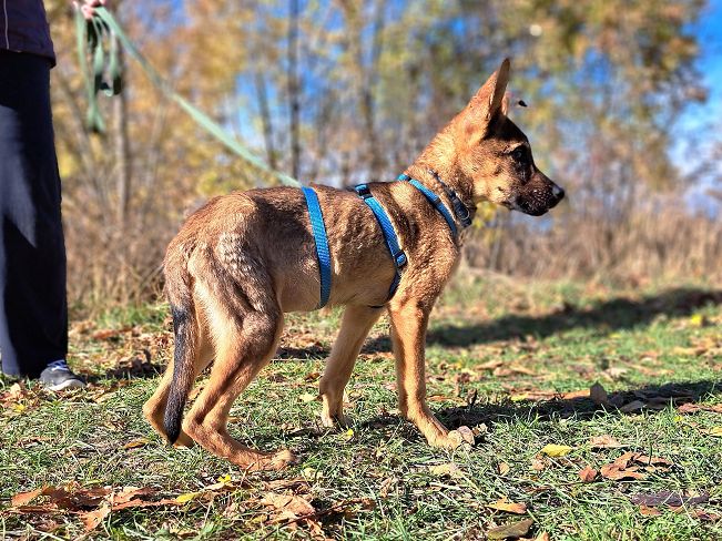 pfotenretterungarn Benny (5)