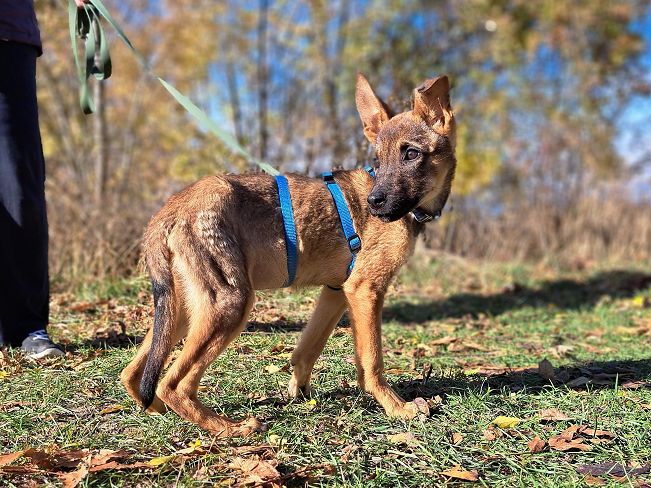 pfotenretterungarn Benny (6)