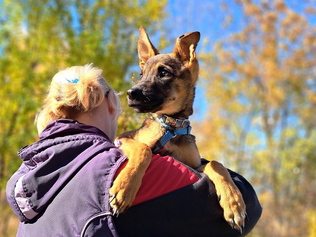 pfotenretterungarn Benny (7)