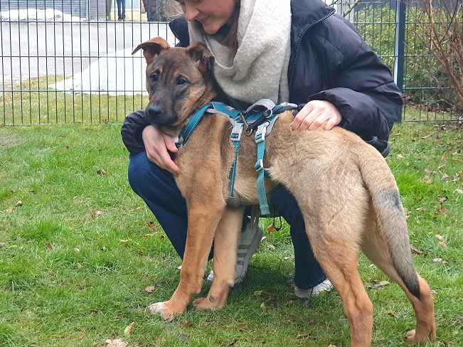 pfotenretterungarn Benny PS (10)