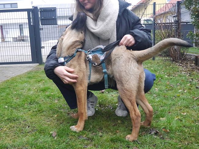 pfotenretterungarn Benny PS (11)