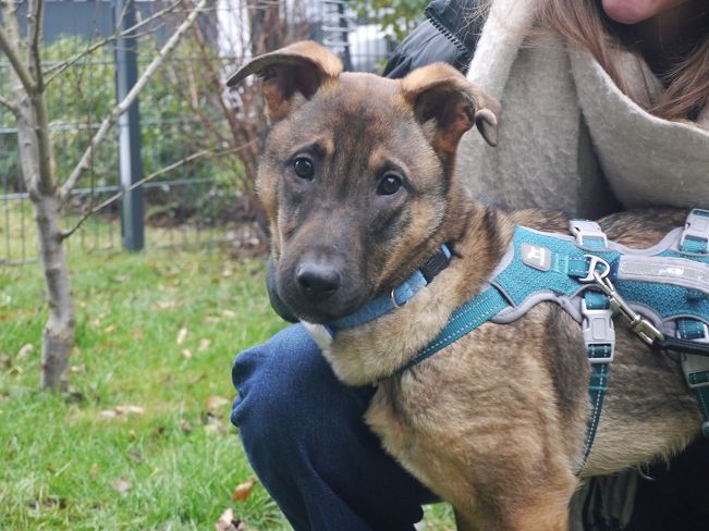 pfotenretterungarn Benny PS (12)