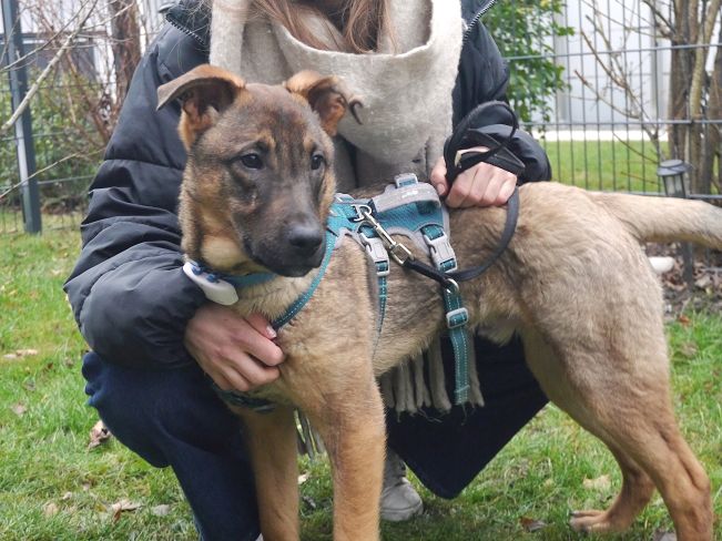 pfotenretterungarn Benny PS (13)