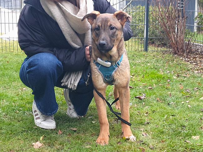 pfotenretterungarn Benny PS (14)