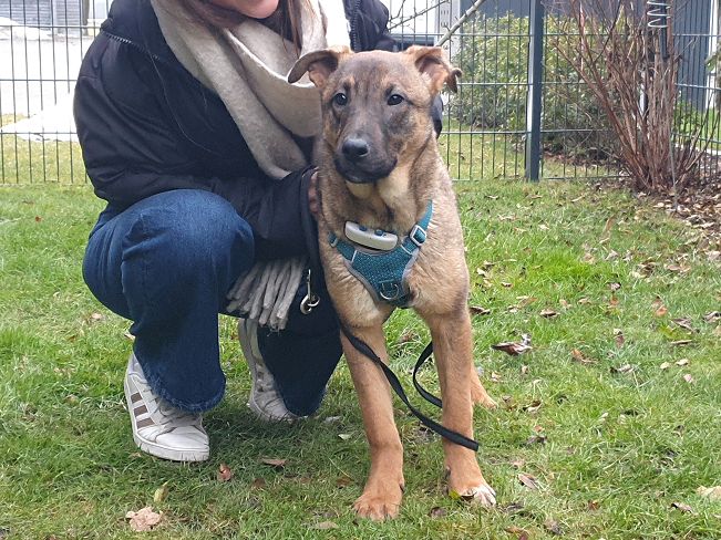 pfotenretterungarn Benny PS (15)