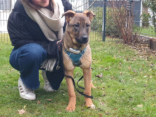 pfotenretterungarn Benny PS (16)