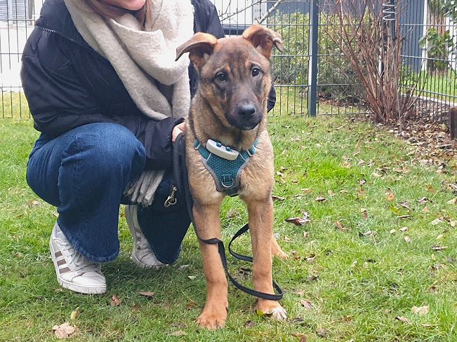 pfotenretterungarn Benny PS (17)