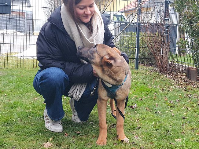 pfotenretterungarn Benny PS (18)