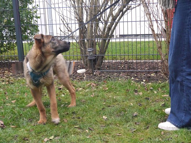 pfotenretterungarn Benny PS (19)