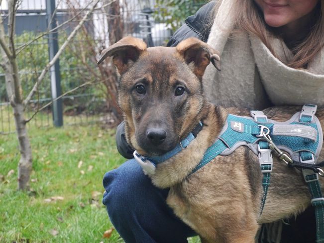 pfotenretterungarn Benny PS (2)