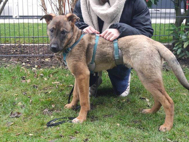 pfotenretterungarn Benny PS (21)