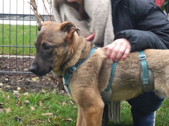 pfotenretterungarn Benny PS (22)