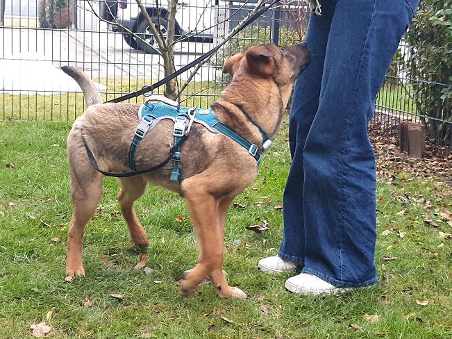 pfotenretterungarn Benny PS (23)