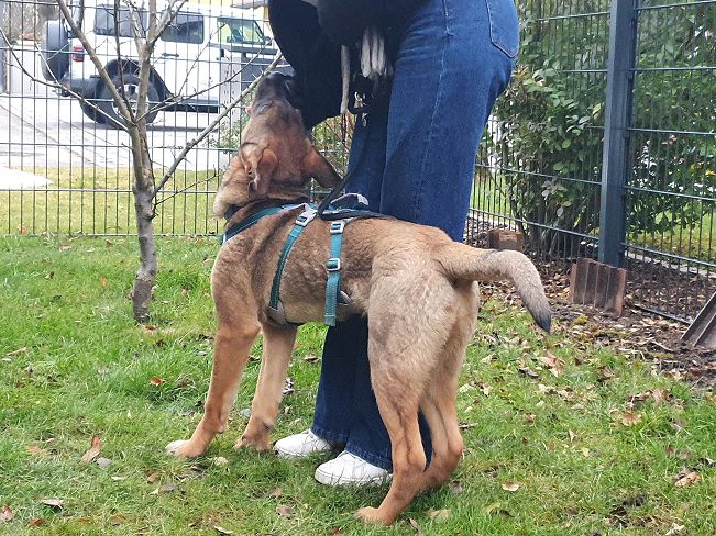 pfotenretterungarn Benny PS (24)