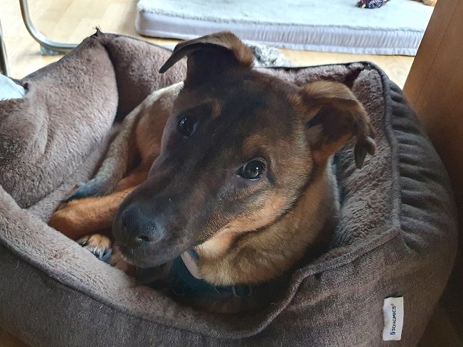 pfotenretterungarn Benny PS (25)