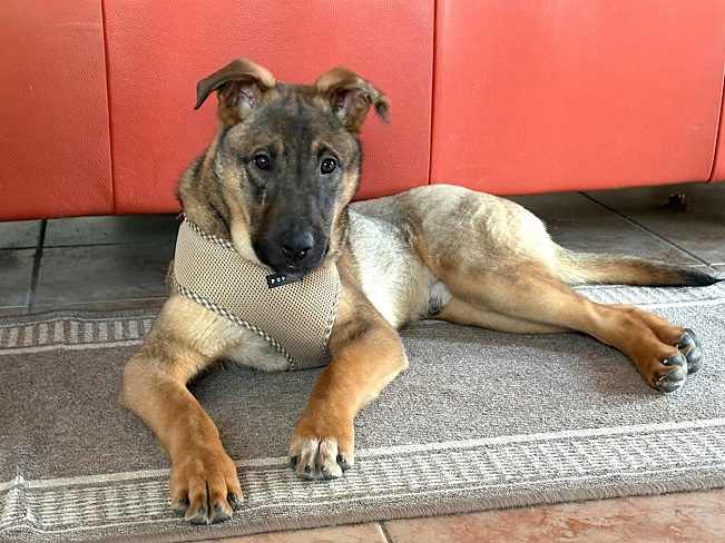 pfotenretterungarn Benny PS (26)