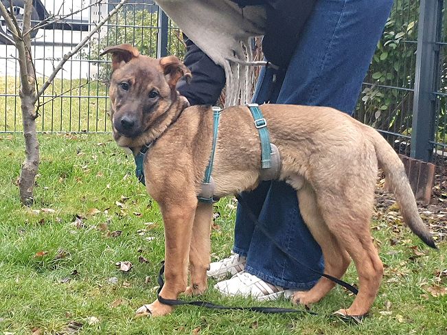 pfotenretterungarn Benny PS (3)