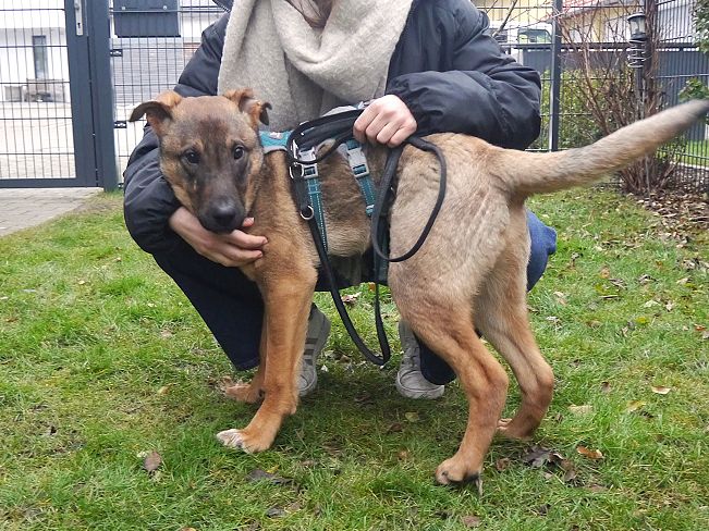 pfotenretterungarn Benny PS (6)