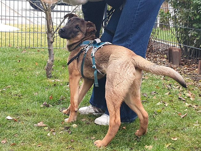 pfotenretterungarn Benny PS (7)