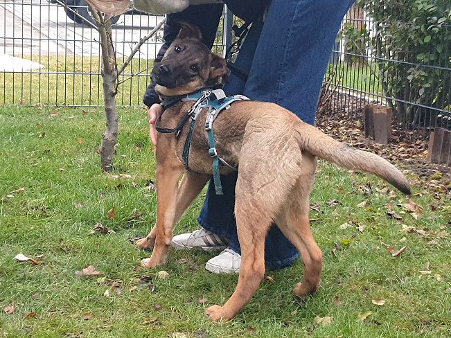 pfotenretterungarn Benny PS (8)