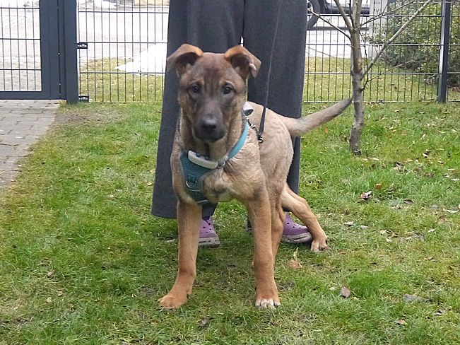 pfotenretterungarn Benny PS (9)