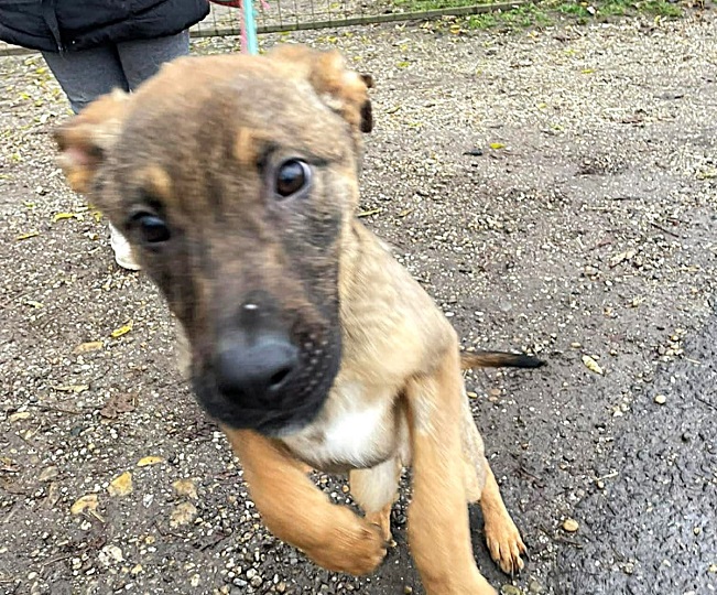 pfotenretterungarn Benny neu (2)