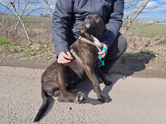 pfotenretterungarn Findus Feb-26 (2)