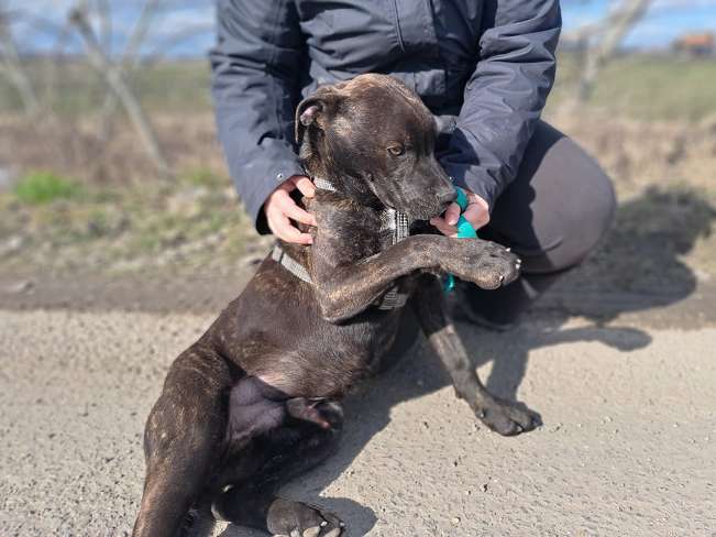 pfotenretterungarn Findus Feb-26 (3)