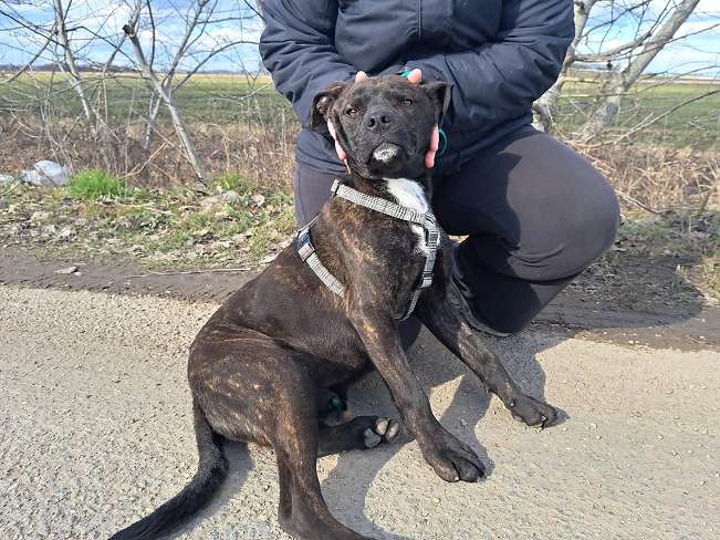 pfotenretterungarn Findus Feb-26 (4)